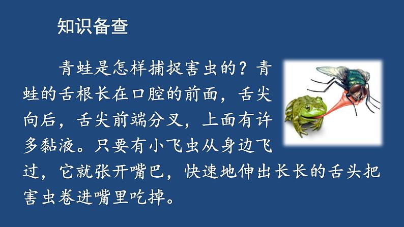 部编版一年级语文下册--识字3 小青蛙(课件)第4页