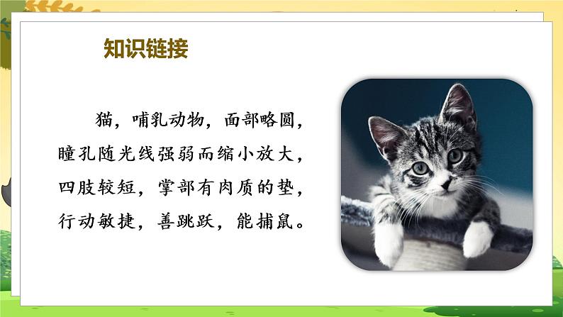 (教学课件)13.猫第5页