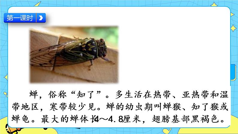 第五单元 16 表里的生物 课件+教案+素材02