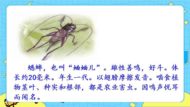 第五单元 16 表里的生物 课件+教案+素材03