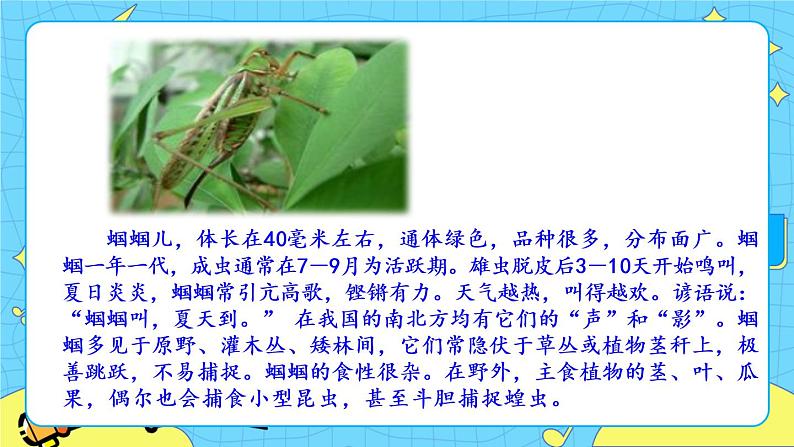 第五单元 16 表里的生物 课件+教案+素材04