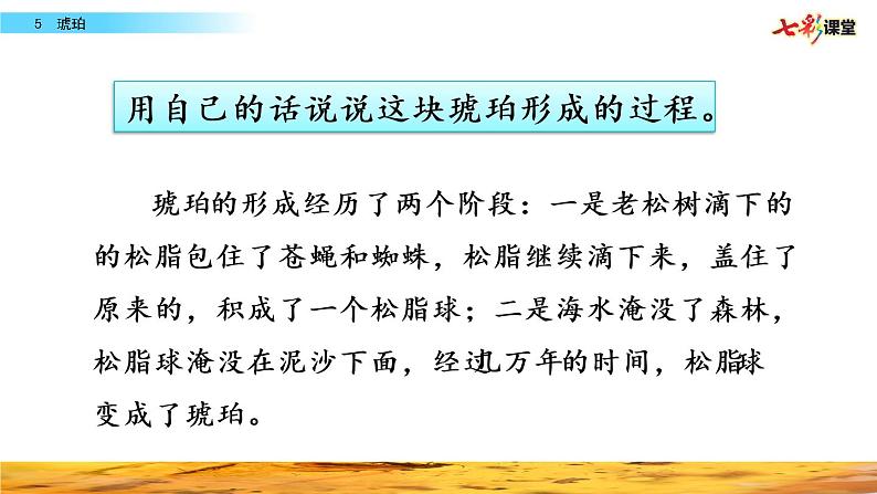 第二单元 5 琥珀 课件+教案+素材04