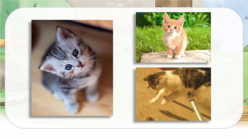 13 猫(课件+教案+导学案+说课稿+课文朗读)03
