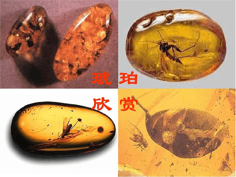 部编版四年级语文下册--5.琥珀(课件)04