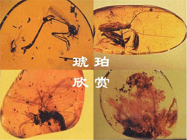 部编版四年级语文下册--5.琥珀(课件)06
