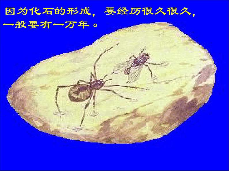 部编版四年级语文下册--5.琥珀(课件2)第3页