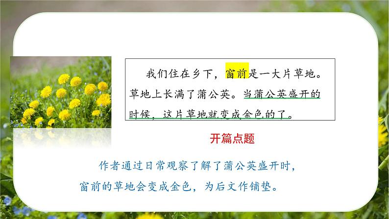 第16课《金色的草地》(第二课时)(课件)-三年级语文上册 部编版第5页