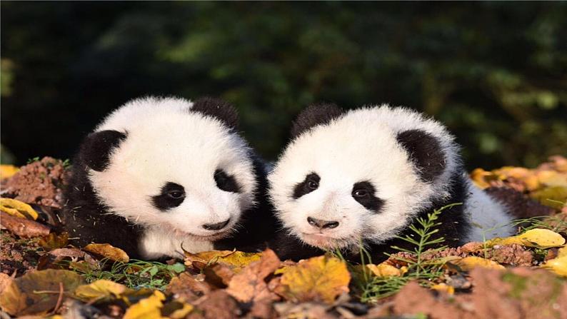 习作:国宝大熊猫(课件)部编版语文三年级下册第2页