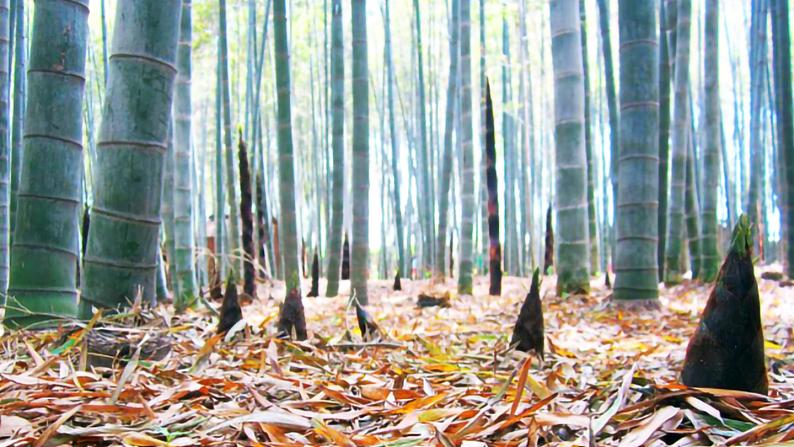 部编版语文四年级下册 第1单元 2《乡下人家》 课件+教案+练习07