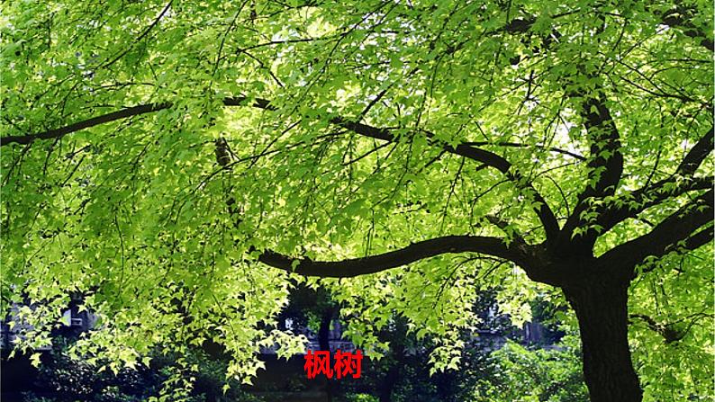 9. 枫树上的喜鹊课件PPT第6页