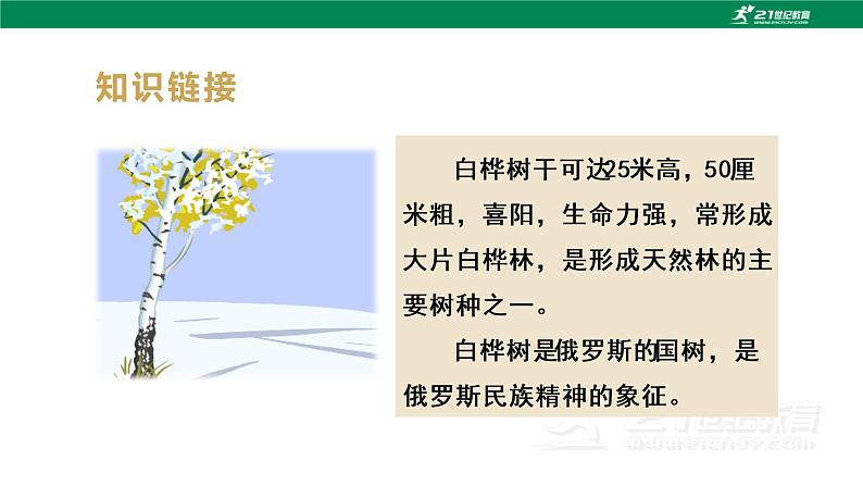 (教学课件)11白桦-人教版四年级语文下册第三单元第5页