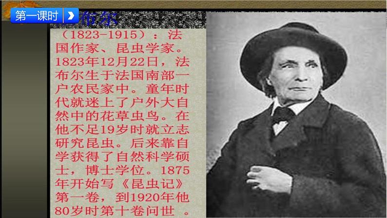 部编版三年级语文下册--14 蜜蜂(精品课件)第3页