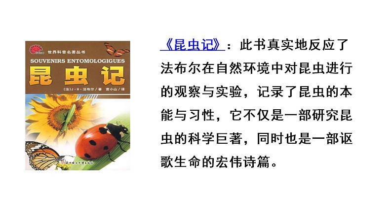 部编版三年级语文下册--14 蜜蜂(精品课件)第4页
