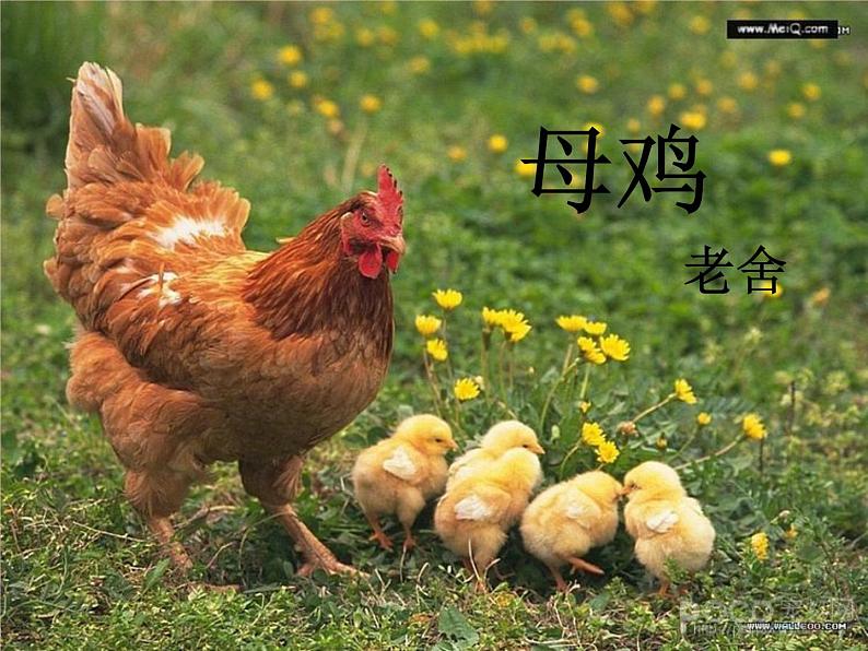 部编版四年级语文下册--14.母鸡(课件)第1页