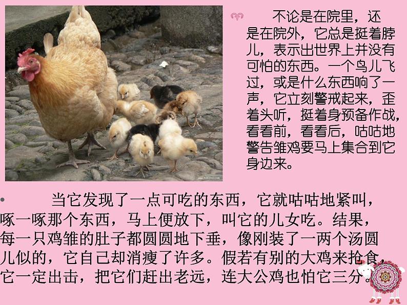 部编版四年级语文下册--14.母鸡(课件)第5页