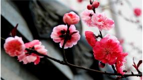 小学语文人教部编版四年级下册墨梅公开课课件ppt