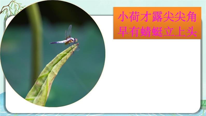 12 《荷叶圆圆》课件第2页