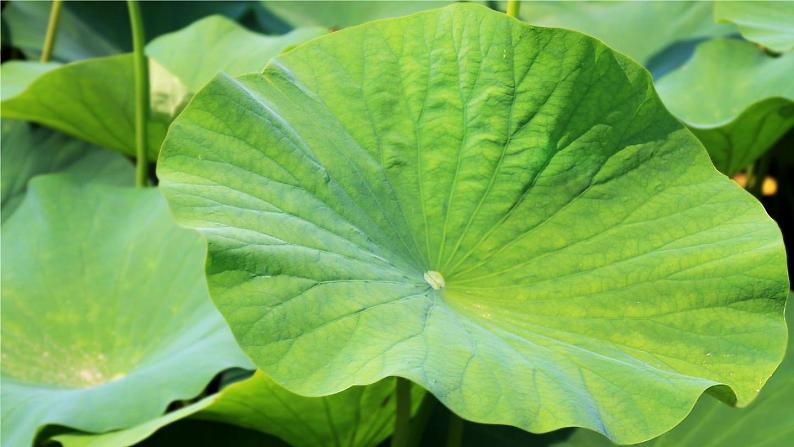 12 《荷叶圆圆》课件第4页