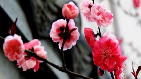 人教部编版四年级下册墨梅备课ppt课件