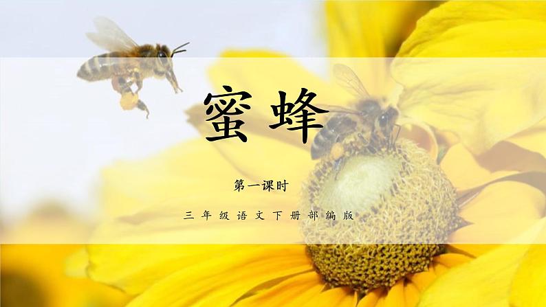第14课《蜜蜂》课件PPT01