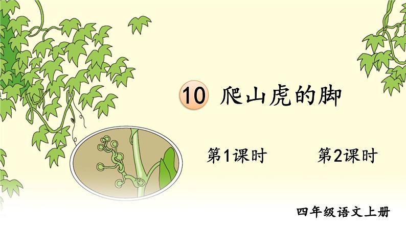 10 爬山虎的脚 课件-部编版语文四年级上册第1页