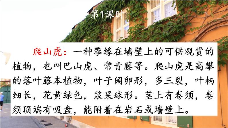 10 爬山虎的脚 课件-部编版语文四年级上册第2页
