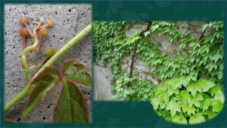 10 爬山虎的脚 课件-部编版语文四年级上册第3页