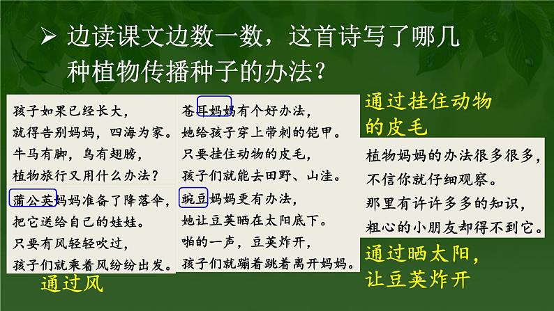 3 植物妈妈有办法 课件-部编版语文二年级上册07