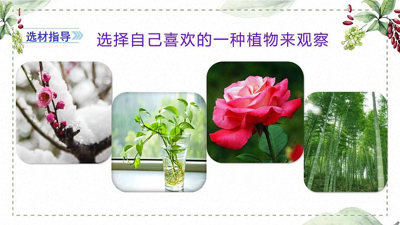 第一单元 习作: 我的植物朋友(课件)-2022-2023学年语文三年级下册同步作文(部编版)第6页