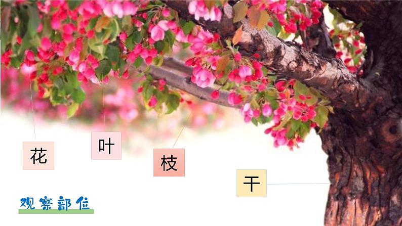 第一单元 习作: 我的植物朋友(课件)-2022-2023学年语文三年级下册同步作文(部编版)第7页