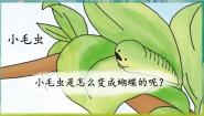 人教部编版 (五四制)二年级下册22 小毛虫一等奖课件ppt