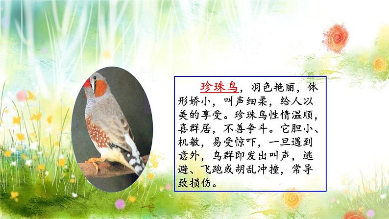 4珍珠鸟课件04