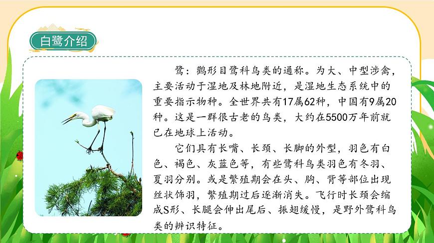 1《白鷺》課件PPT(部編版語(yǔ)文五上)第5頁(yè)