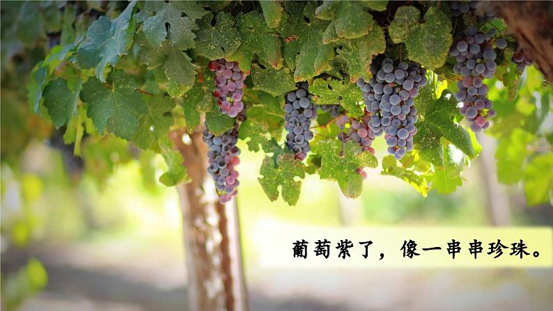 (教学课件)课文1 秋天第3页
