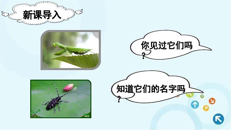部编版语文二年级下册 11.我是一只小虫子 课件第1页