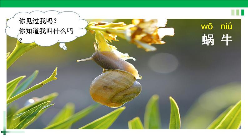 一年级语文上册第八单元课文四《14小蜗牛》精品同步PPT课件+教案+说课稿+课文朗读+图片素材02