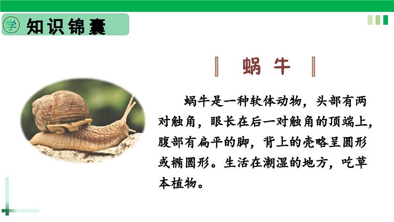 一年级语文上册第八单元课文四《14小蜗牛》精品同步PPT课件+教案+说课稿+课文朗读+图片素材03
