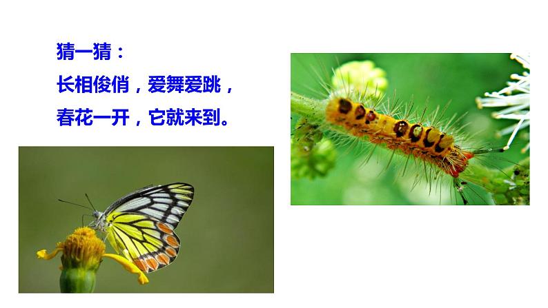 22+《小毛虫》(课件)部编版语文二年级下册第2页