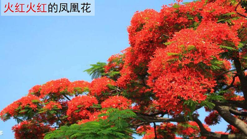 部编版语文二上第六单元 任务一 活动三:说说和周总理一起过的“难忘”的泼水节(课件PPT+教案+导读单)07
