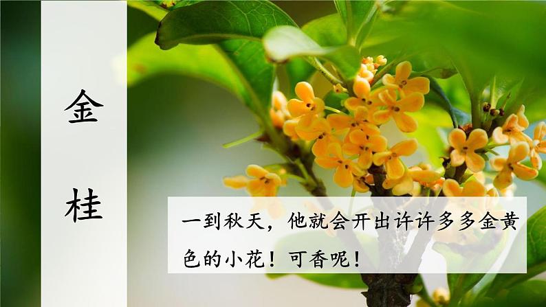 2 树之歌 课件第4页