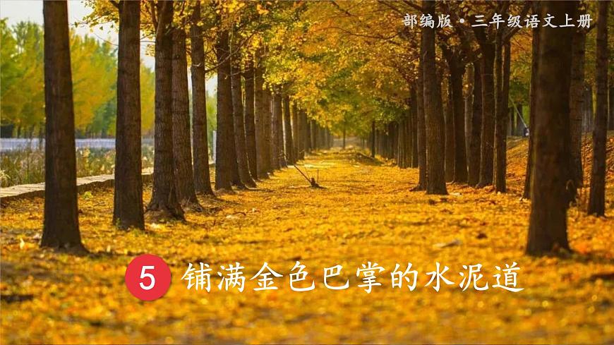 5.鋪滿金色巴掌的水泥道  課件第2頁