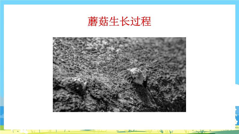 部编版四上语文 《习作:写观察日记》 课件+教案05