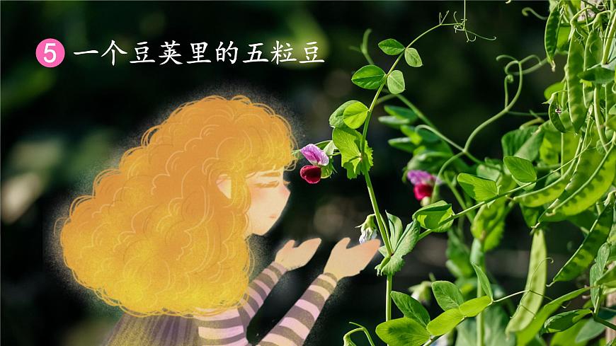 5.豆莢 課件第3頁(yè)