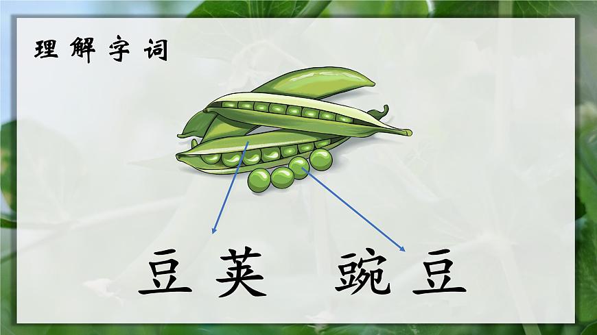 5.豆莢 課件第4頁(yè)