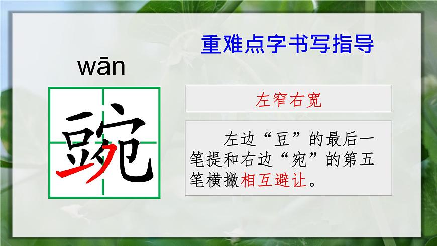 5.豆莢 課件第5頁(yè)