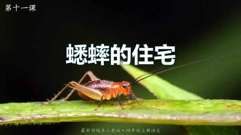 【精品备课课件】最新人教(部编版)语文四年级上册:11.蟋蟀的住宅01