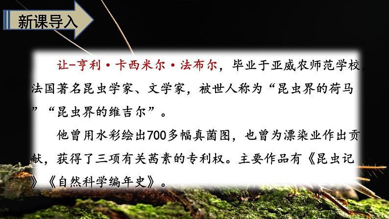 【精品备课课件】最新人教(部编版)语文四年级上册:11.蟋蟀的住宅02