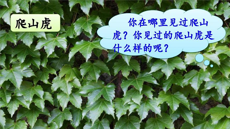 10 爬山虎的脚第1页