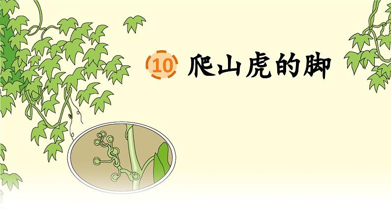 10 爬山虎的脚第4页