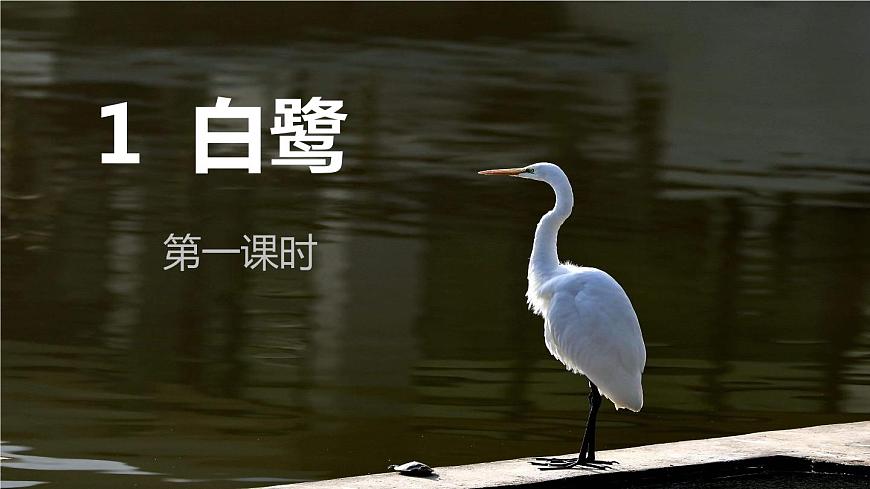 1 白鷺 課件-部編版語文五年級上冊第1頁